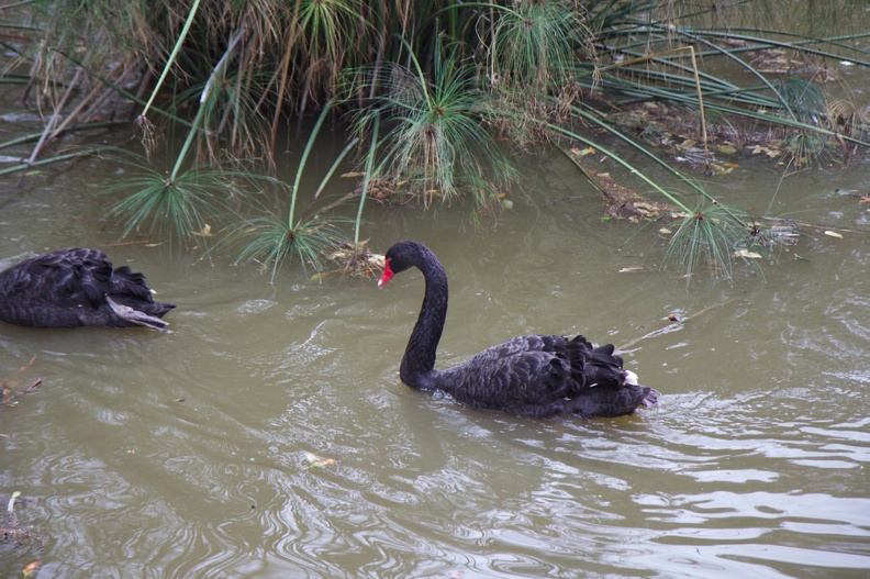 Black Swans